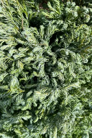 Chamaecyparis p. 'Curly Tops' #3