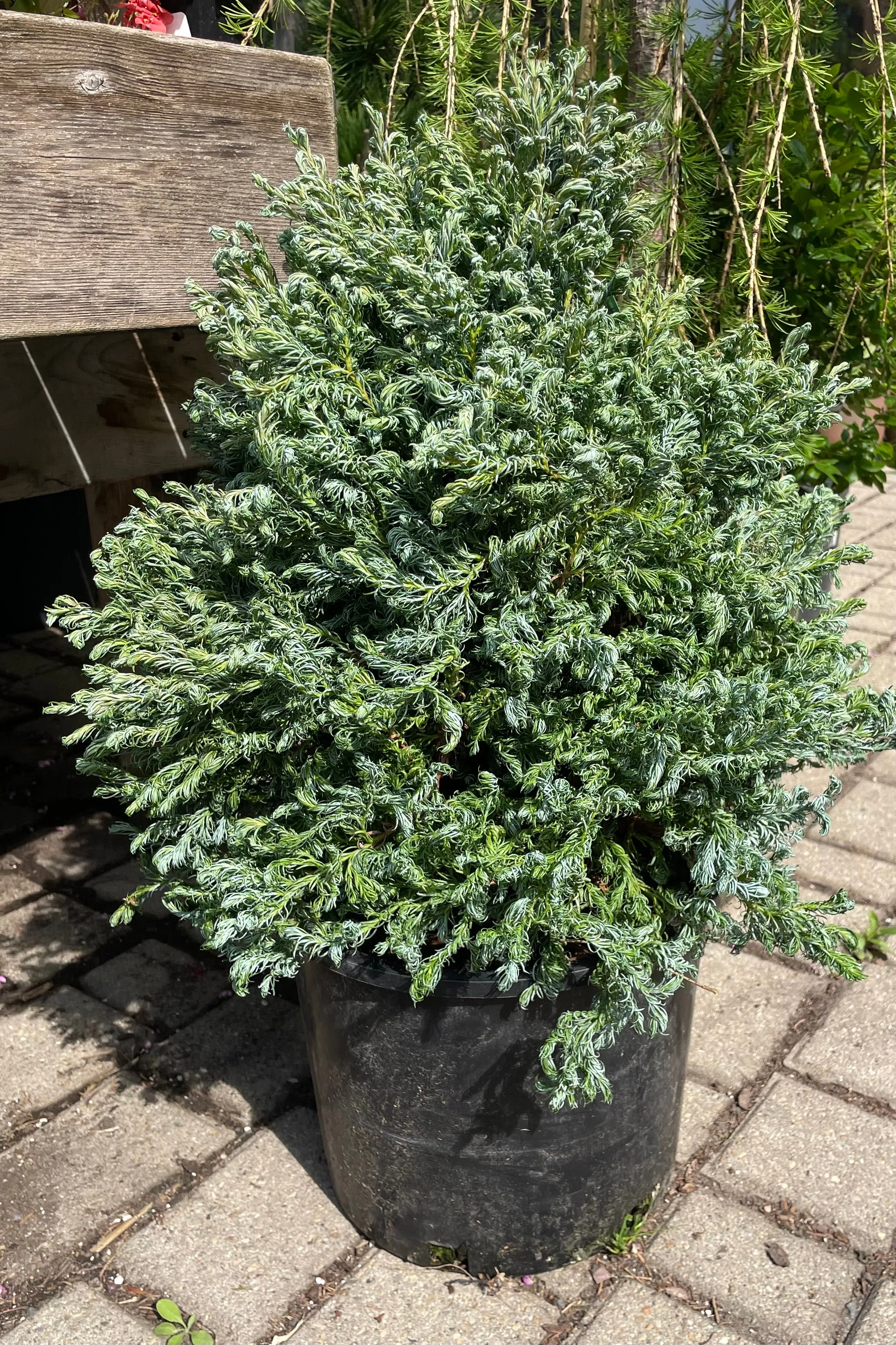 Chamaecyparis p. 'Curly Tops' #3