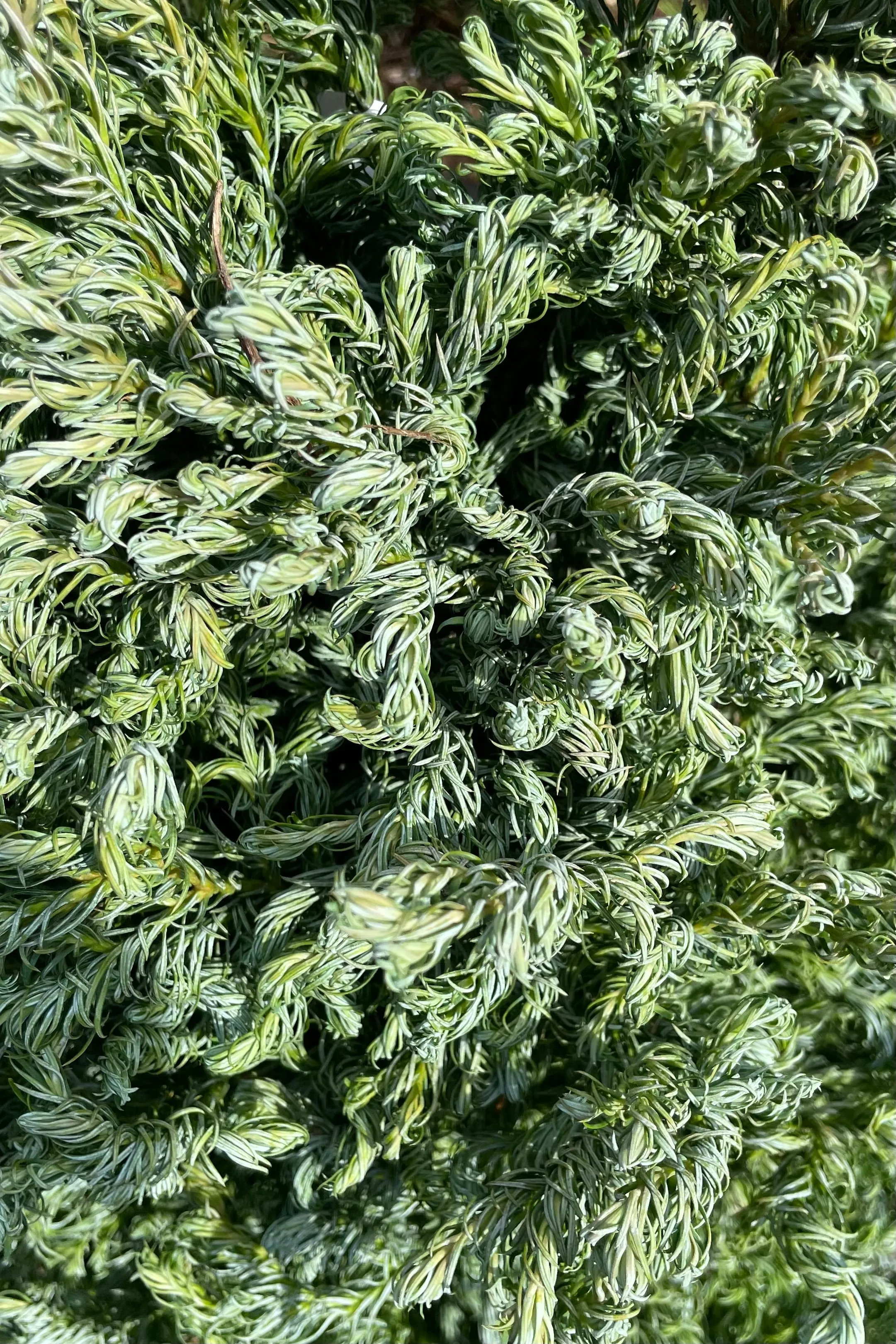Chamaecyparis p. 'Curly Tops' #3